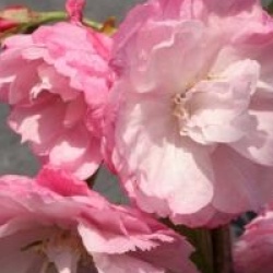 Cerisier � fleurs Pink Perfection