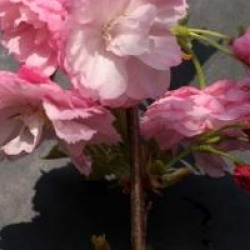 Prunus 'Pink Perfection'