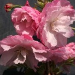 Prunus 'Pink Perfection'
