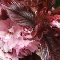 Cerisier fleur � feuilles pourpre