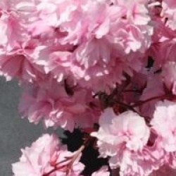 Prunus 'Royal Burgundy'