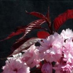 Prunus 'Royal Burgundy'