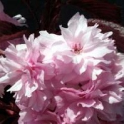 Prunus 'Royal Burgundy'