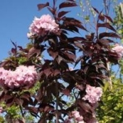 Prunus 'Royal Burgundy'