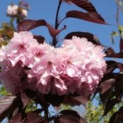 Prunus 'Royal Burgundy'