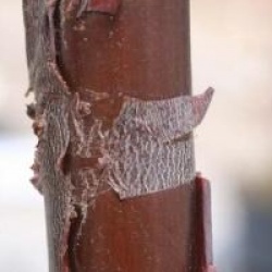 Prunus serrula x serrulata