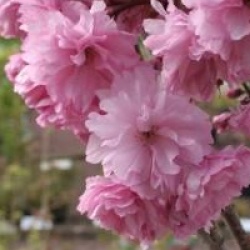 Prunus 'Royal Burgundy'
