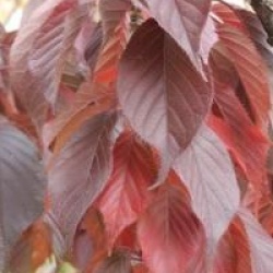 Prunus 'Royal Burgundy'