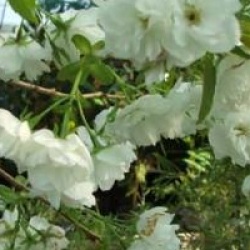 Prunus 'Shirotae' - Cerisier � fleurs Shirotae