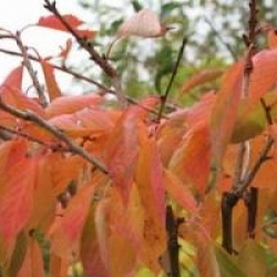 Prunus 'Shirotae'