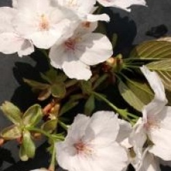 Prunus 'Taihaku'
