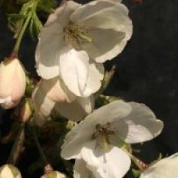 Prunus 'Ukon'