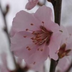 Prunus x amygdalopersica 'Angelique' - Cerisier � fleurs Angelique