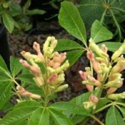 Aesculus x neglecta 'Autumn Fire'