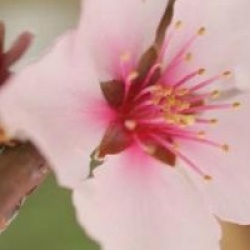 Prunus x amygdalopersica 'Angelique'