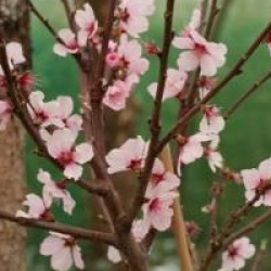 Prunus x amygdalopersica 'Angelique'