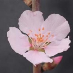 Prunus x amygdalopersica 'Angelique'