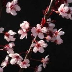 Prunus x cistena 