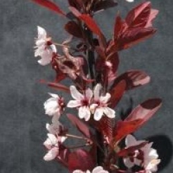 Prunus x cistena 