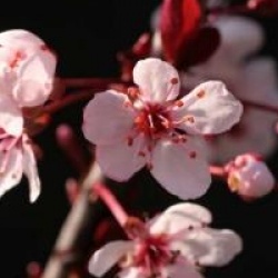 Prunus x cistena 