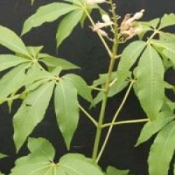 Aesculus x neglecta 'Autumn Fire'