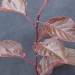 Prunus x blireana - Cerisier � fleurs Blireana