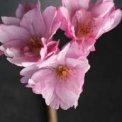 Prunus x subhirtella 'Fukubana'