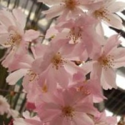 Prunus x subhirtella 'Autumnalis Rosea'