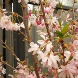 Prunus x subhirtella 'Autumnalis Rosea'