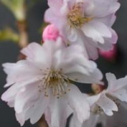 Cerisier � fleurs d'automne