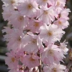 Prunus x subhirtella 'Autumnalis Rosea'