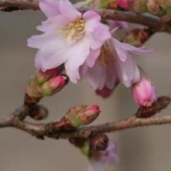 Prunus x subhirtella 'Autumnalis Rosea'