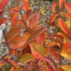 Prunus x subhirtella 'Fukubana'