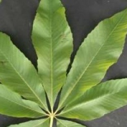 Aesculus x neglecta 'Autumn Fire'