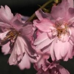 Prunus x subhirtella 'Fukubana' - Cerisier du Japon Fukubana