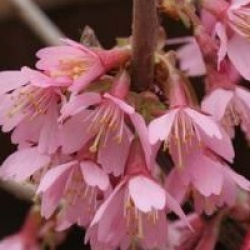 Prunus 'Okame'