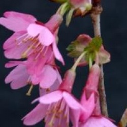 Prunus 'Okame' - Cerisier � fleurs Okame