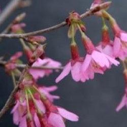 Prunus 'Okame'