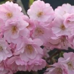 Prunus 'Accolade'