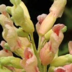 Aesculus x neglecta 'Autumn Fire'