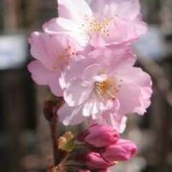 Prunus 'Accolade'