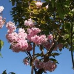 Prunus 'Kanzan'