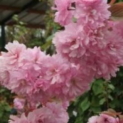 Prunus 'Kanzan'