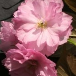 Prunus 'Kanzan' - Cerisier du Japon Kanzan