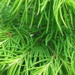 Pseudolarix amabilis