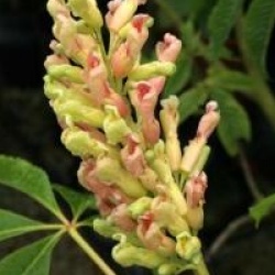 Aesculus x neglecta 'Autumn Fire' - Marronnier Autumn Fire