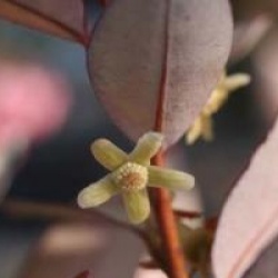 Pseudowintera colorata 