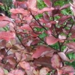 Pseudowintera colorata 