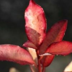 Pseudowintera colorata 