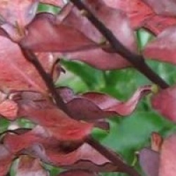 Pseudowintera colorata 